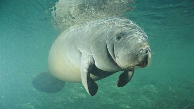 Feds investigating who scrawled ‘TRUMP’ on manatee’s back in Florida - www.foxnews.com - Florida - city Tampa