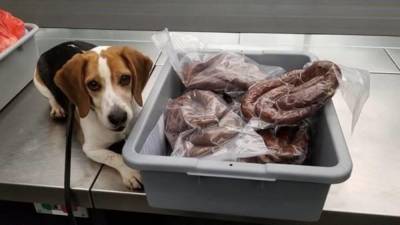 Police dog sniffs out prohibited ‘homemade sausages’ in passenger’s luggage at NJ airport - www.foxnews.com - New Jersey - Kosovo - county Liberty