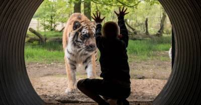 Knowsley Safari Park to stream animal-inspired virtual lessons - www.manchestereveningnews.co.uk - Manchester