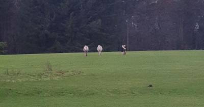 Trio of horses enjoy casual stroll on Scots golf course as people stay at home in lockdown - www.dailyrecord.co.uk - Scotland - city Aberdeen