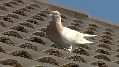 Australia wants to kill US racing pigeon that made 8,000-mile journey over disease concerns - www.foxnews.com - Australia - USA - state Oregon
