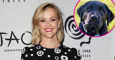 Reese Witherspoon Welcomes New Labrador Puppy to Her Family 2 Months After Introducing Dog Minnie - www.usmagazine.com