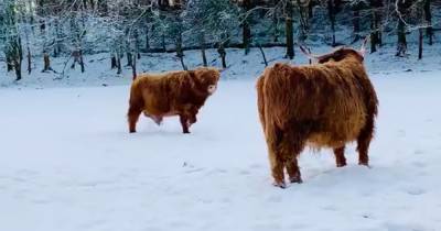 Rare video of Highland cows frolicking together in snow goes viral - www.dailyrecord.co.uk