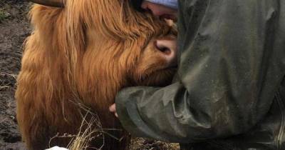 Bloodthirsty dog kills pregnant Highland cow after biting face off in traumatising attack - www.dailyrecord.co.uk