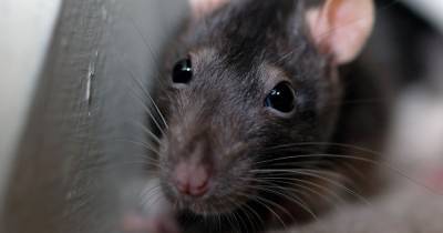Bolton residents will now have to pay council to deal with rat infestations - www.manchestereveningnews.co.uk