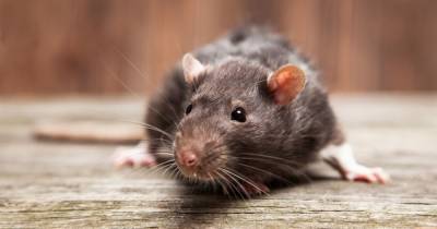 Plea to access funds to tackle Scotland's rising rat problem - www.dailyrecord.co.uk - Scotland