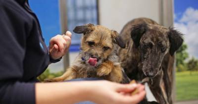 Covid vaccines for pets could be necessary in future - scientists say - www.manchestereveningnews.co.uk - Minnesota - city Norwich