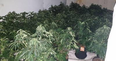 The cannabis farm with £500k-worth of plants found in a town centre building - www.manchestereveningnews.co.uk - city Bolton