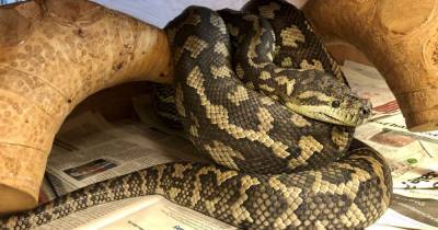 SSPCA launch appeal for overlooked python - www.dailyrecord.co.uk - Scotland - Centre - county Hamilton