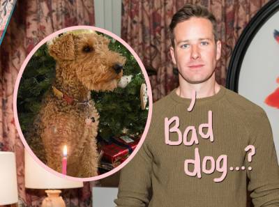 HUH?? Did Armie Hammer Once Provoke His Dog To Bite Him?? - perezhilton.com - Cayman Islands