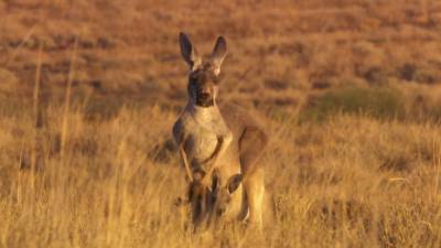 Netflix Hops On ‘Kangaroos’ Feature Doc From Ample Nature - deadline.com - Australia