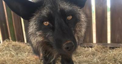 Rare black fox 'from Sale' returned to new home after going on the run yet again - www.manchestereveningnews.co.uk