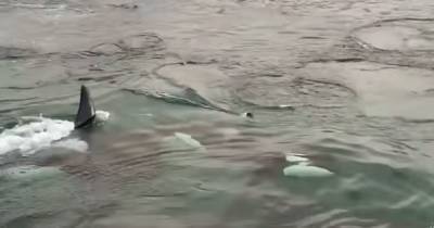 Scot catches incredible moment killer Whales chase terrified seal on to rocks in Shetland - www.dailyrecord.co.uk - Scotland