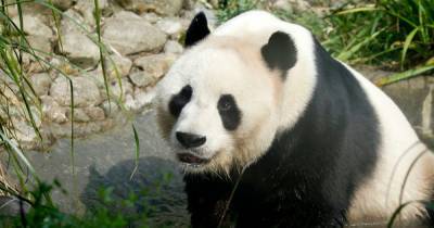 Edinburgh Zoo could lose its giant pandas next year due to coronavirus financial impact - www.dailyrecord.co.uk - Scotland - China