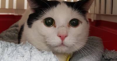 Animal shelter overwhelmed with offers to rehome cat with the 'saddest face' following the death of its owner - www.manchestereveningnews.co.uk - county Newton