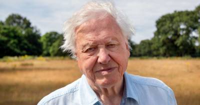 Sir David Attenborough shares 'most distressing footage yet' in new series A Perfect Planet - www.dailyrecord.co.uk