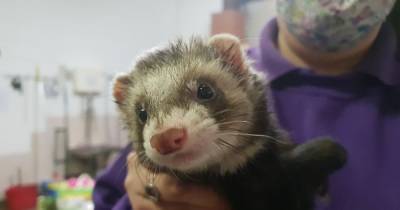 Stray ferret, chicken and hamster picked up on Scots streets as animal rescue bosses search for owners - www.dailyrecord.co.uk - Scotland - city Jamestown