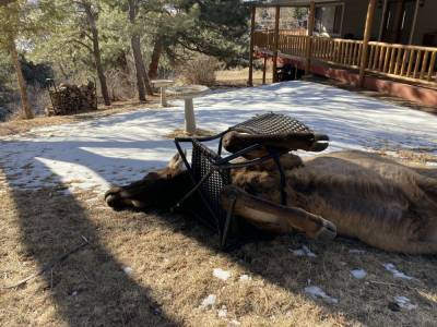 Colorado wildlife officials rescue elk tangled in frame of lawn chair - www.foxnews.com - Colorado - county Jefferson