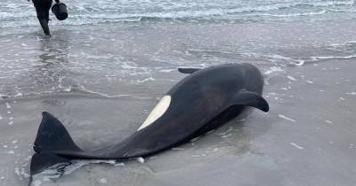 Orkney locals save orca whale and return it to sea after rare beach rescue - www.dailyrecord.co.uk - Britain