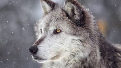 Wisconsin announces 1st wolf hunting season since 2014 - www.foxnews.com - Wisconsin