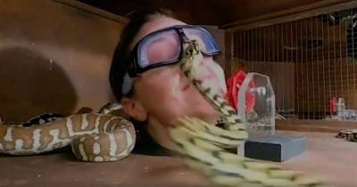The Terrifying Moment I’m A Celebrity Australia Contestant’s Face Is Attacked By Snakes Is The Stuff Of Nightmares - www.msn.com - Australia - Jordan