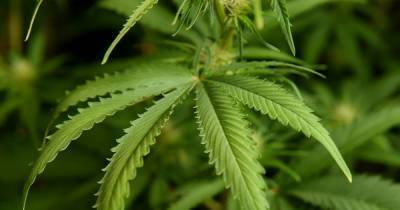 Cannabis farm worth £12,000 uncovered in Stirling as man arrested - www.dailyrecord.co.uk