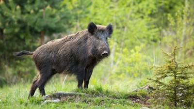 West Virginia announces 1st wild boar hunting lottery - www.foxnews.com - state West Virginia