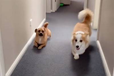 Jack Russell-pug mocks corgi’s squatty walk in hilarious viral video - nypost.com - Australia