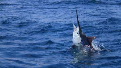 Fisherman catches 507-pound blue marlin backward off Hawaii - www.foxnews.com - Hawaii - county Maverick
