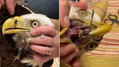 Florida kids help rescue bald eagle found with fishing hook piercing its beak - www.foxnews.com - Florida