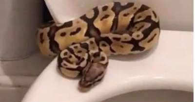 Corrie star's shock as he finds a snake on his toilet - www.manchestereveningnews.co.uk