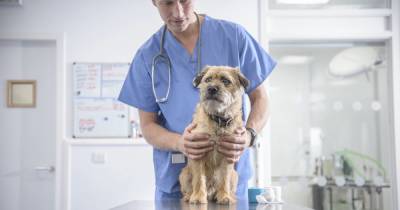 Stockport vets issue urgent message after 153 people don't turn up for appointments - www.manchestereveningnews.co.uk