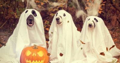 Hatch set to host a dog-friendly Halloween party just for pups - www.manchestereveningnews.co.uk - Manchester