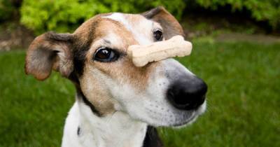 Your dog's best trick could win you a prize - www.ok.co.uk