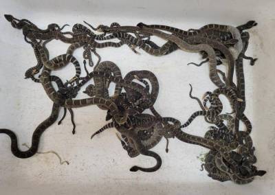 OMFG! Over 90 Venomous Snakes Found Underneath Northern California Home! - perezhilton.com - California - county Sonoma - county Santa Rosa