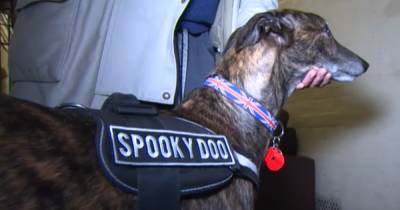 Paranormal investigation dog nicknamed 'Spooky Doo’ sniffing out ghosts in Manchester - www.manchestereveningnews.co.uk - Manchester