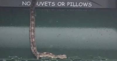 Giant snake found slithering out clothing bin on Scots street - www.dailyrecord.co.uk - Scotland