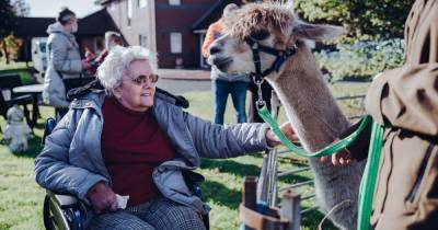 Glasgow care home residents all smiles as alpacas show up to ‘alleviate loneliness’ - www.dailyrecord.co.uk - Scotland