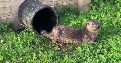 Tiny baby otter rescued from Shetland now flourishing at rescue centre after fears he wouldn't make it - www.dailyrecord.co.uk