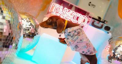 Festive 'dachshund disco' with pawsecco is coming to Manchester - www.manchestereveningnews.co.uk - Manchester