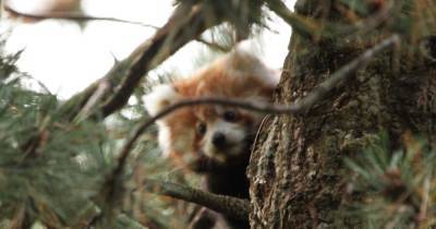 Adorable pics of newborn red panda kit Ruby on first adventure outside - www.dailyrecord.co.uk - Scotland