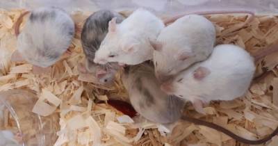 Over a dozen mice found abandoned in plastic containers on Scots farm - www.dailyrecord.co.uk - Scotland