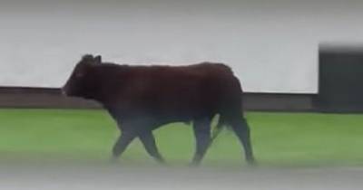 Breakaway bull shot after charging through Perth residential area at breakfast time - www.dailyrecord.co.uk