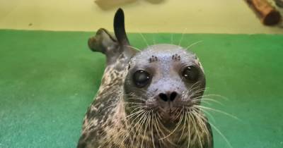 Arctic seal is released back into the wild by Scottish SPCA - www.dailyrecord.co.uk - Scotland - Centre