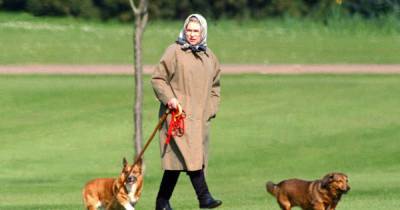 Queen 'unable to walk her dogs for a week' after doctors instruct her to rest - www.ok.co.uk