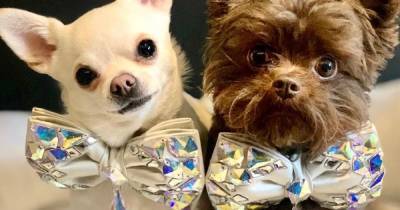‘I’ve spent £30,000 on outfits for my dogs – and they're worth every penny' - www.ok.co.uk - city Kent