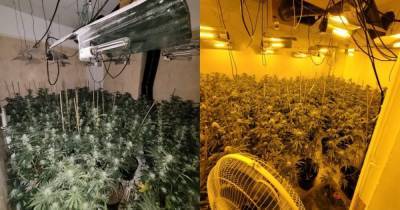 Police raid cannabis farm - and give its equipment to garden centre - www.manchestereveningnews.co.uk