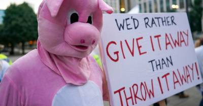 Why pig farmers are causing a stink at the Tory conference - www.manchestereveningnews.co.uk - Manchester