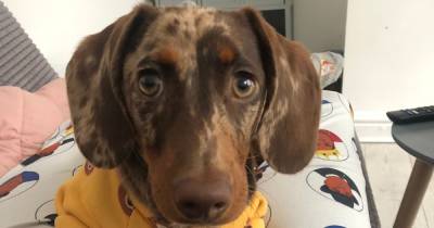 Thieves break into house and steal miniature Dachshund puppy called Roland - www.manchestereveningnews.co.uk