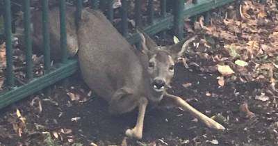 Heart-warming moment trapped deer is freed from metal fence in Tameside - www.manchestereveningnews.co.uk - county Hyde
